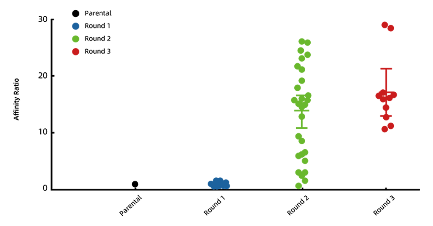 Case1: Monoclonal Antibody  <br>  Affinity Increased 29-Fold